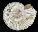 Perisphinctes Ammonite - Jurassic #22820-1
